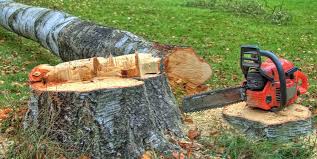 Best Emergency Tree Removal  in Wheelersburg, OH