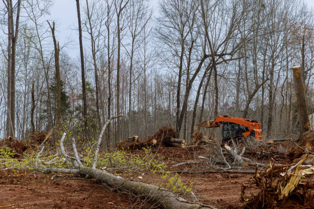 Best Tree Disease Treatment  in Wheelersburg, OH