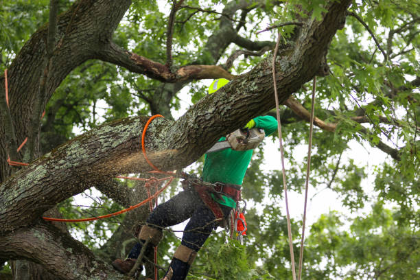 How Our Tree Care Process Works  in  Wheelersburg, OH